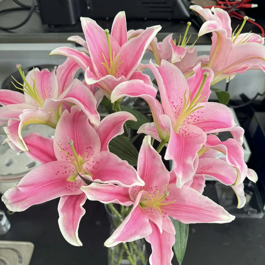 新粉福利【双头粉色香水百合】云南鲜花批发次日达包邮