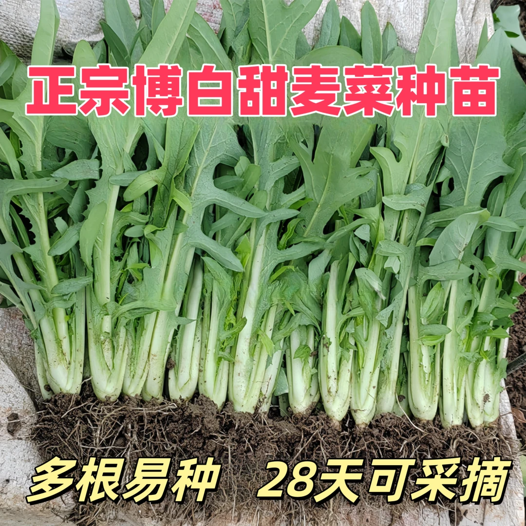 正宗广西博白甜麦菜种苗栽种容易四季苦唛菜花芽麦菜带根带泥发货