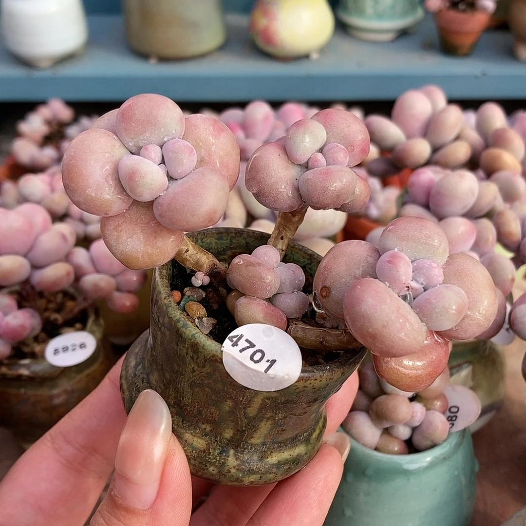 4701糖果腰子蛋带盆土