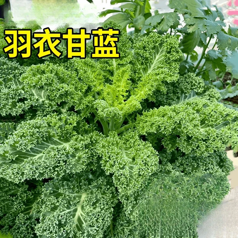 羽衣甘蓝蔬菜种子食用甘蓝蔬菜种籽阳台四季盆栽雨衣邹叶甘蓝种子