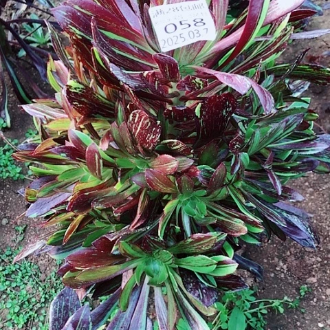 37-58水墨丹青多肉植物
