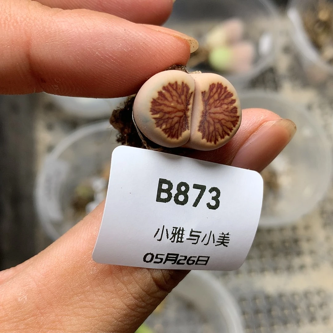 B873多肉植物保护