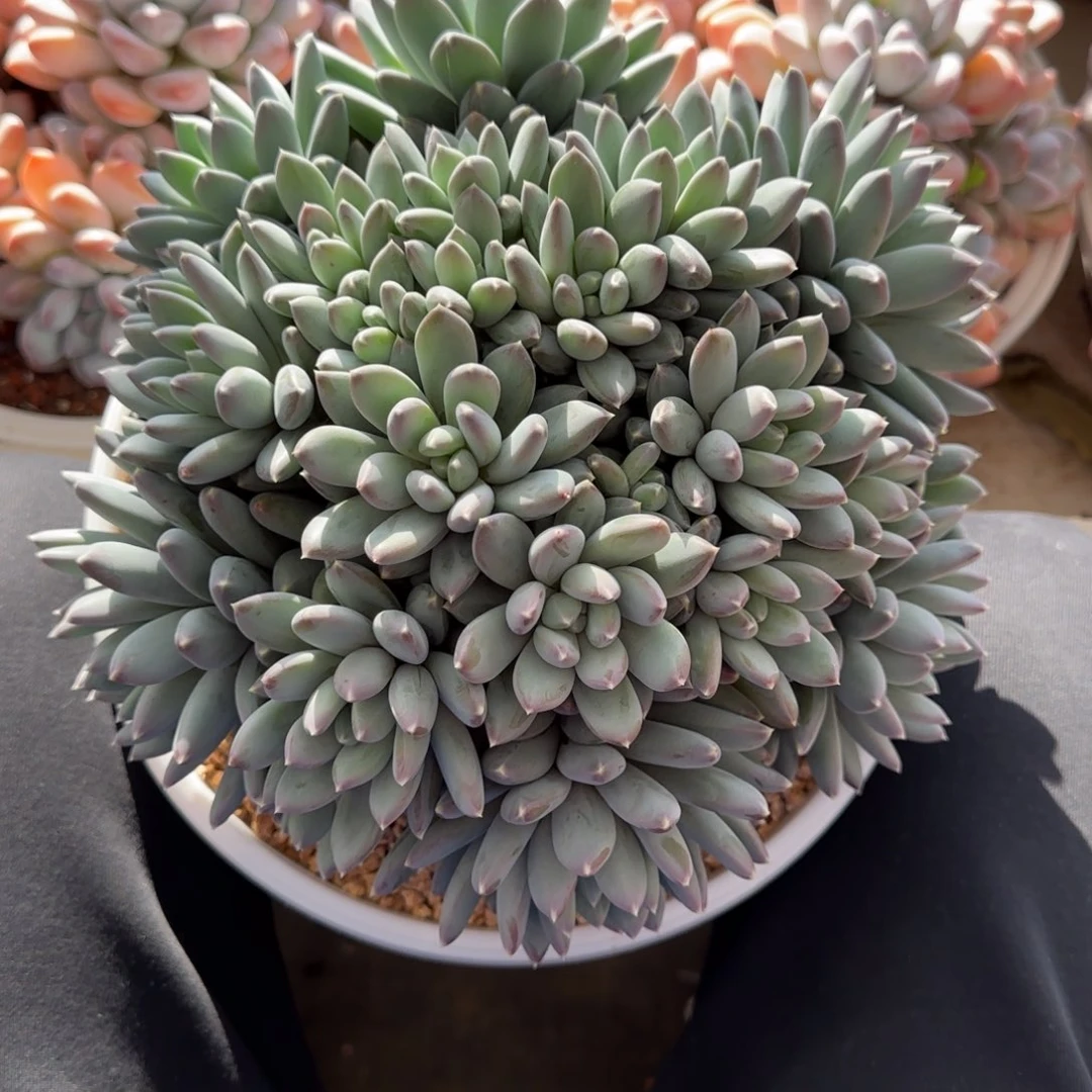 ℳ***⁰天使之翼多肉植物