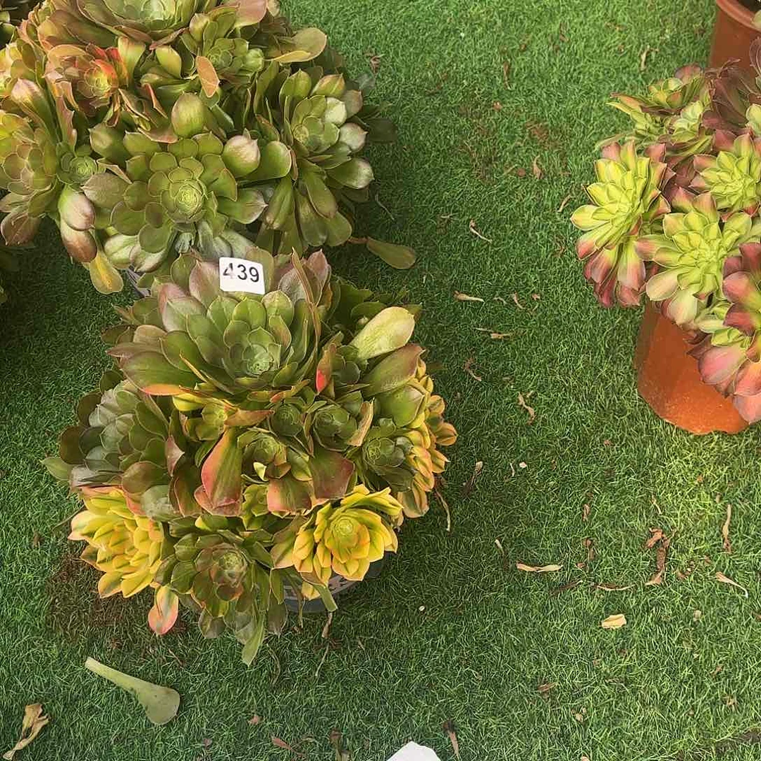 金**串多肉植物七彩439