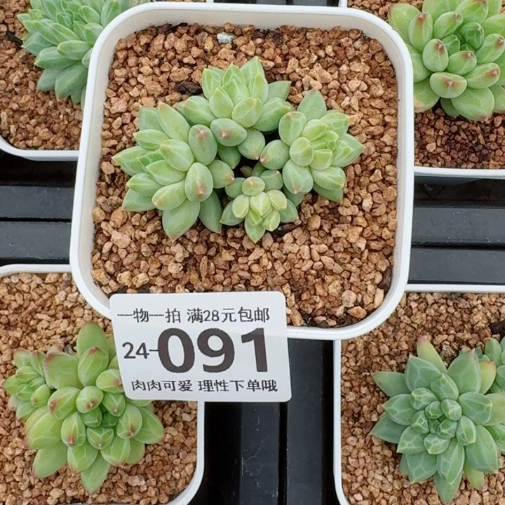 胖体青花瓷无盆土发货无