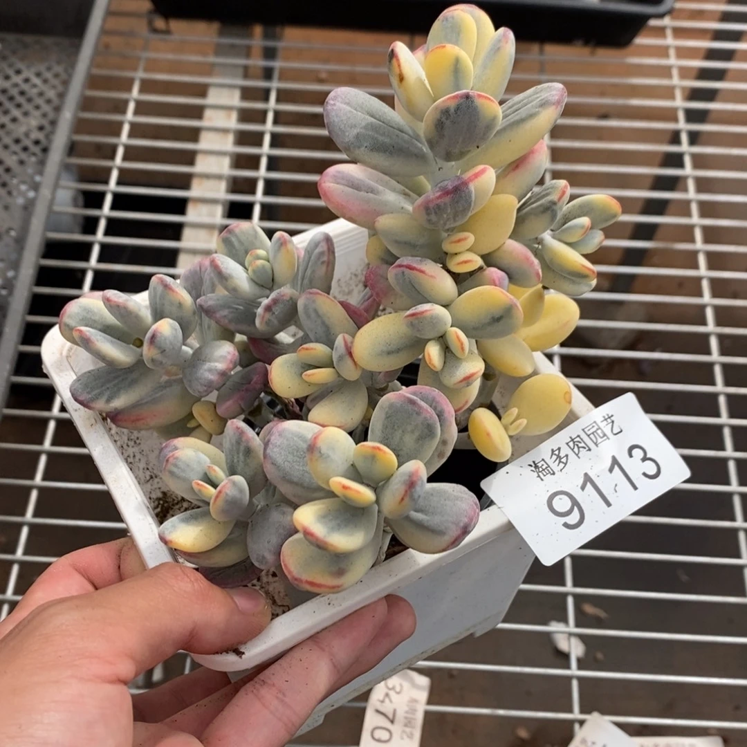 福娘锦多肉植物9113