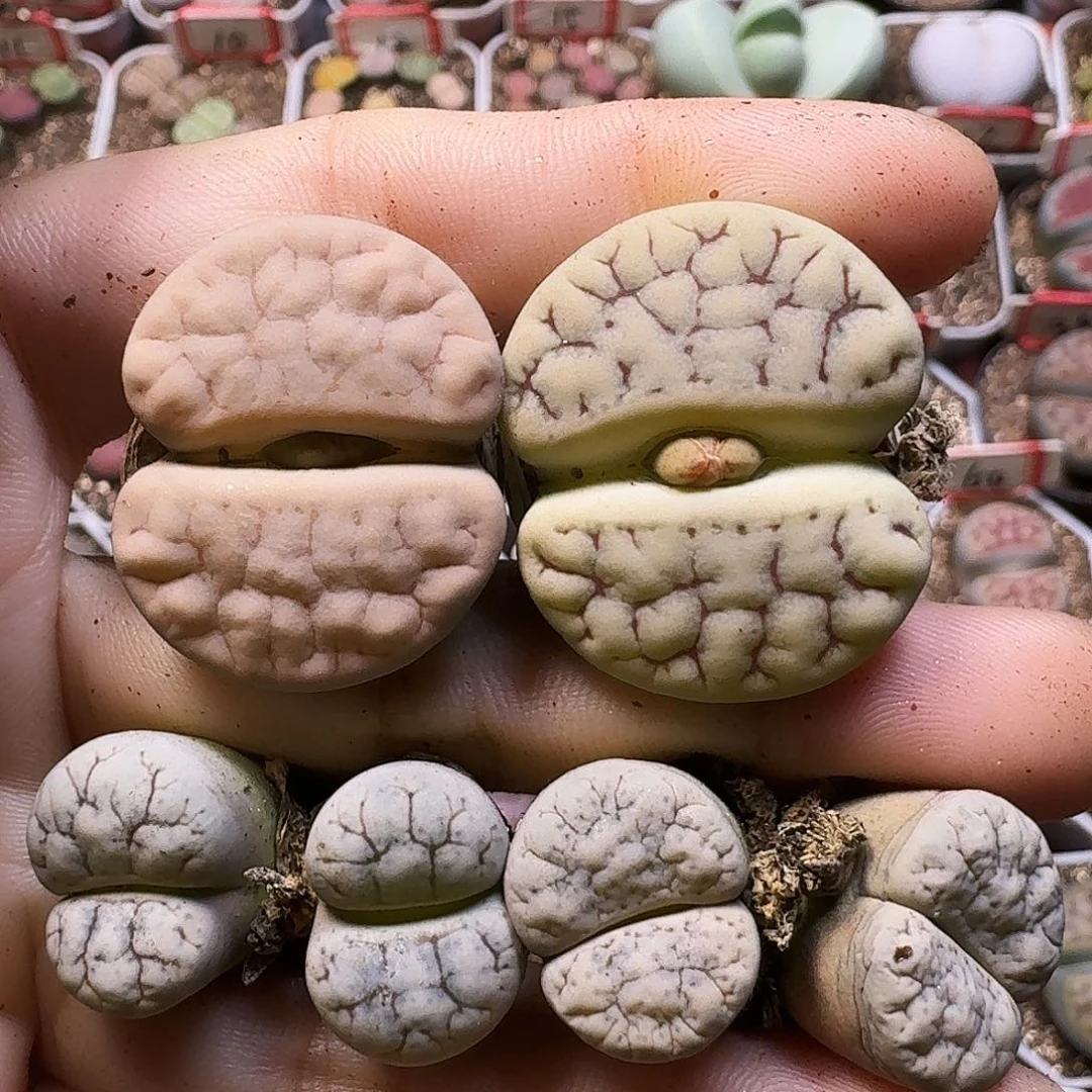 生石花11111。  福利。   216