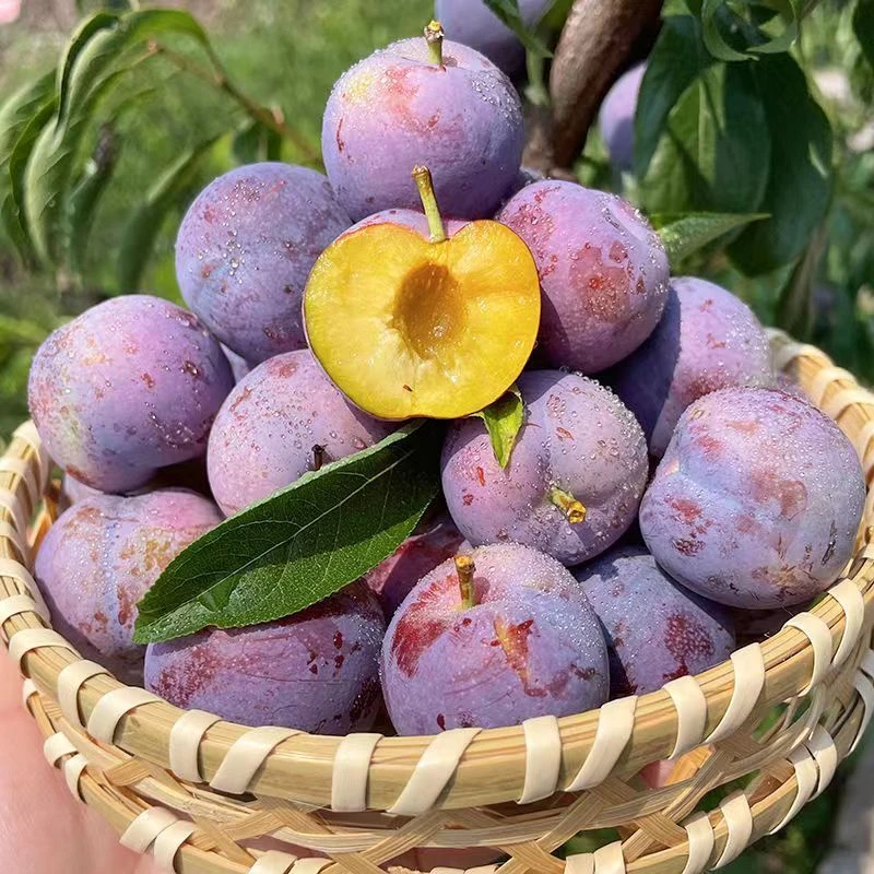 正宗贵州脱骨小脆红脆红李半边红茵红李新鲜应季青脆李空心脱骨李