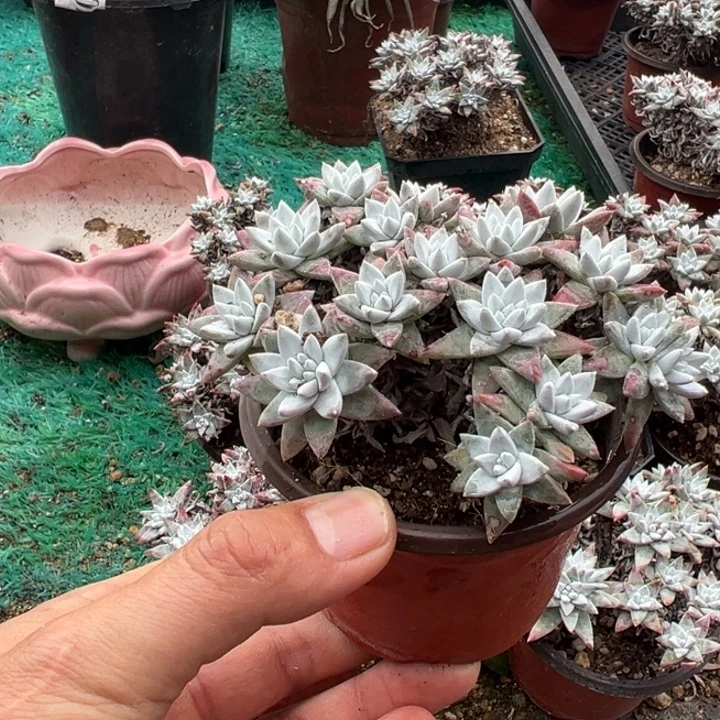 490号白菊多肉植物
