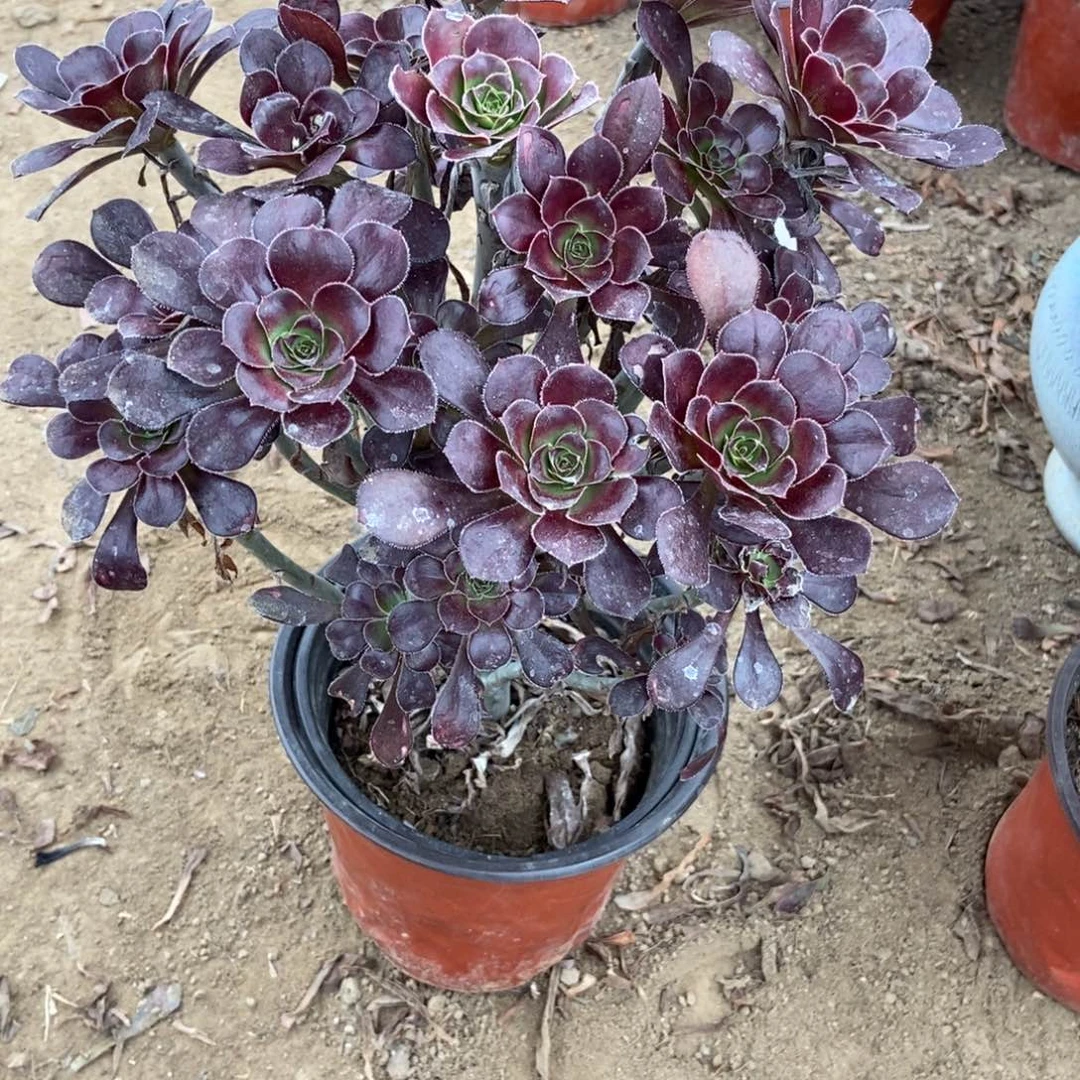 无花朵10号链家原液黑法师
