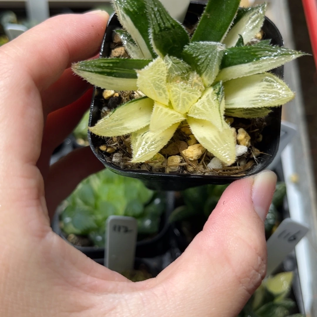 124绘卷玉露锦一物一拍