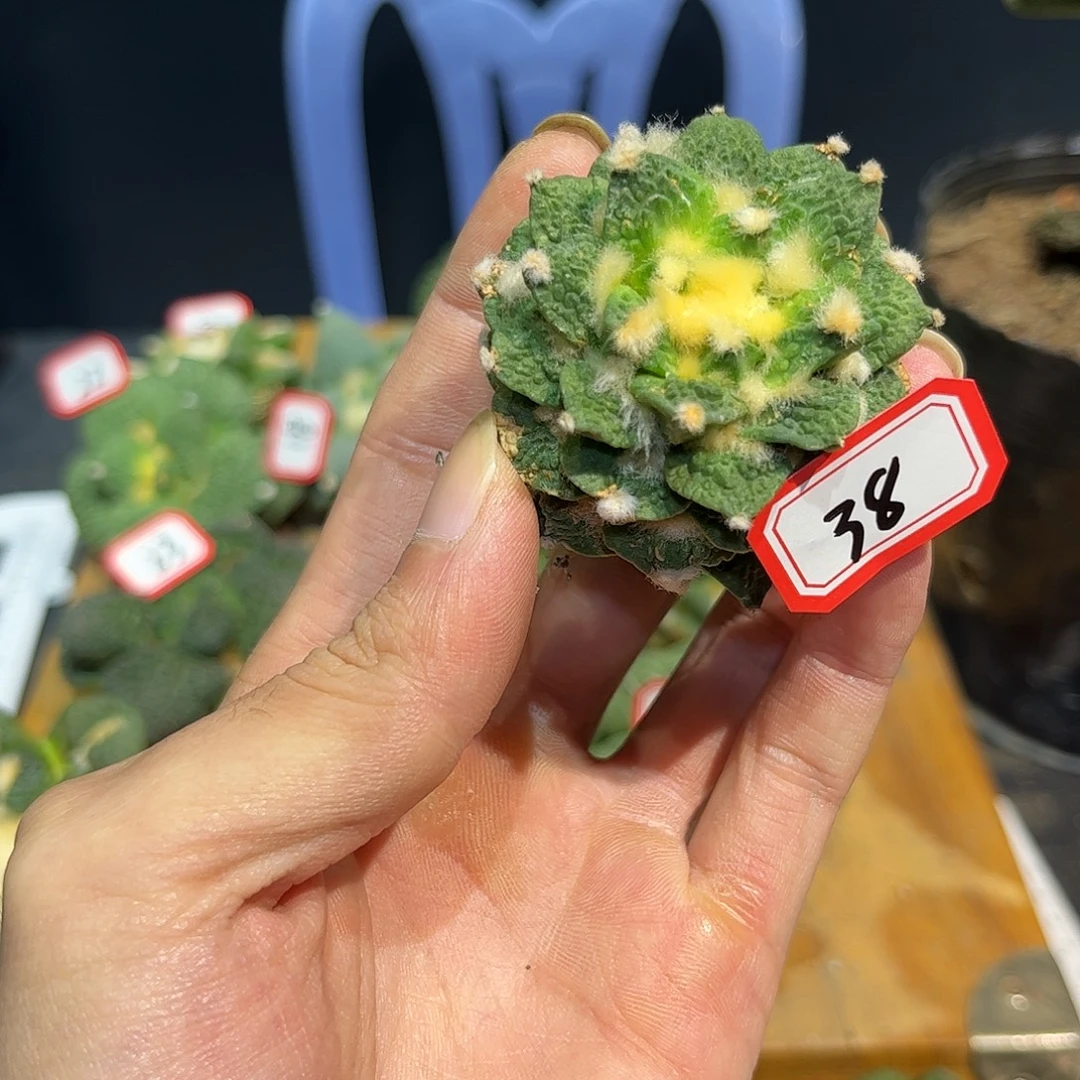 38号自根福利怒涛