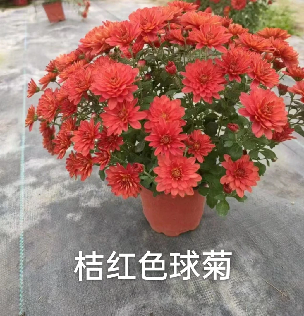 进口玫瑰羽衣甘蓝小苗耐寒耐热庭院花卉