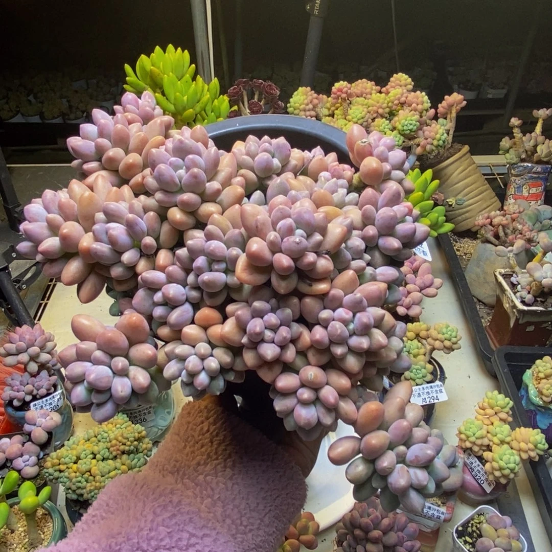 365星黛露多肉20cm