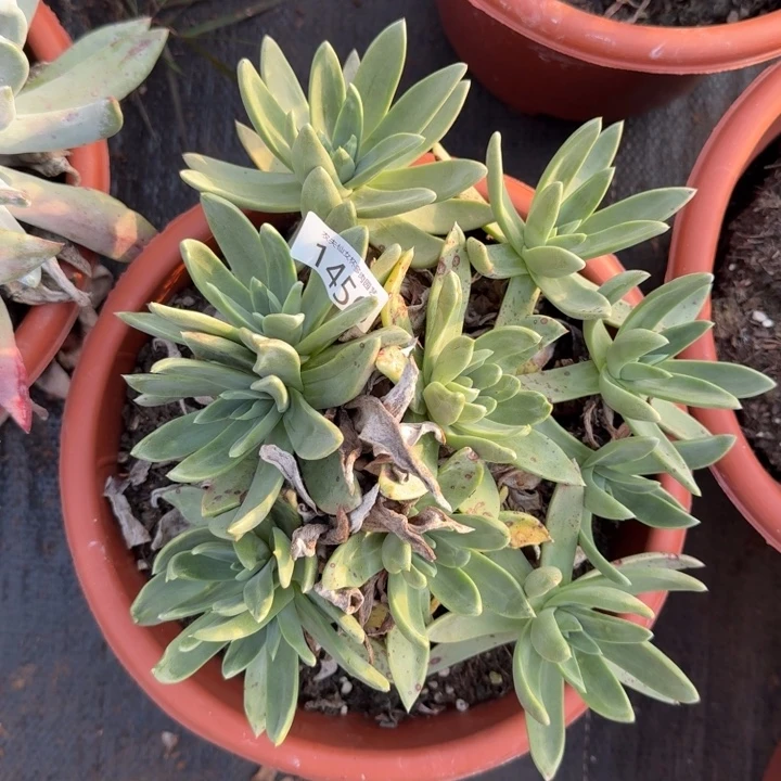 3代杂交仙女杯多肉福利