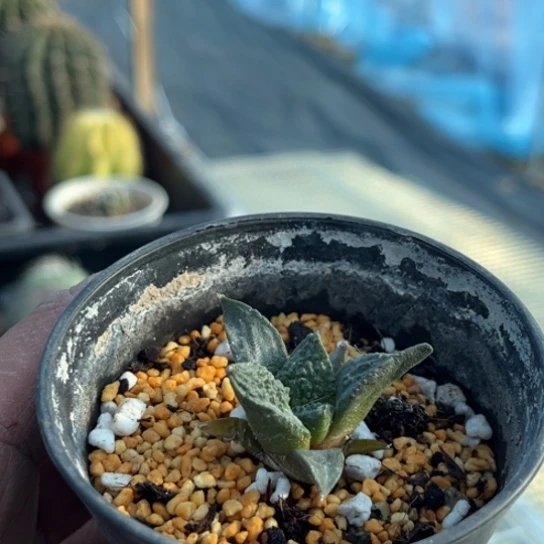 ****呀当前无花栽培后可以开花实生哥斯拉牡丹