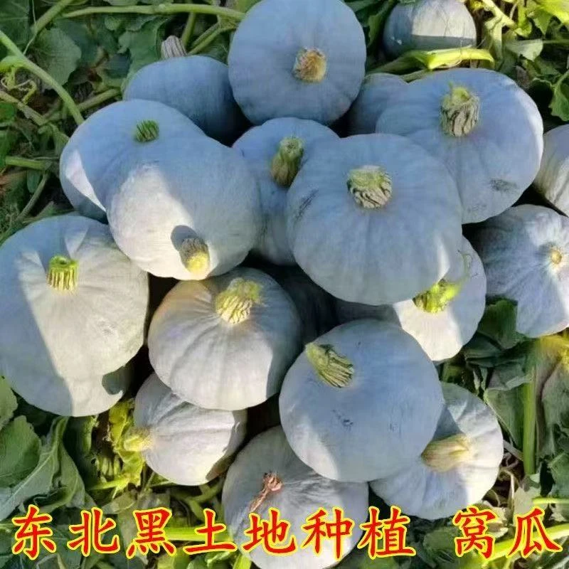 【正宗】东北银栗南瓜灰窝瓜粉糯香甜栗子味面窝瓜白皮板栗南瓜