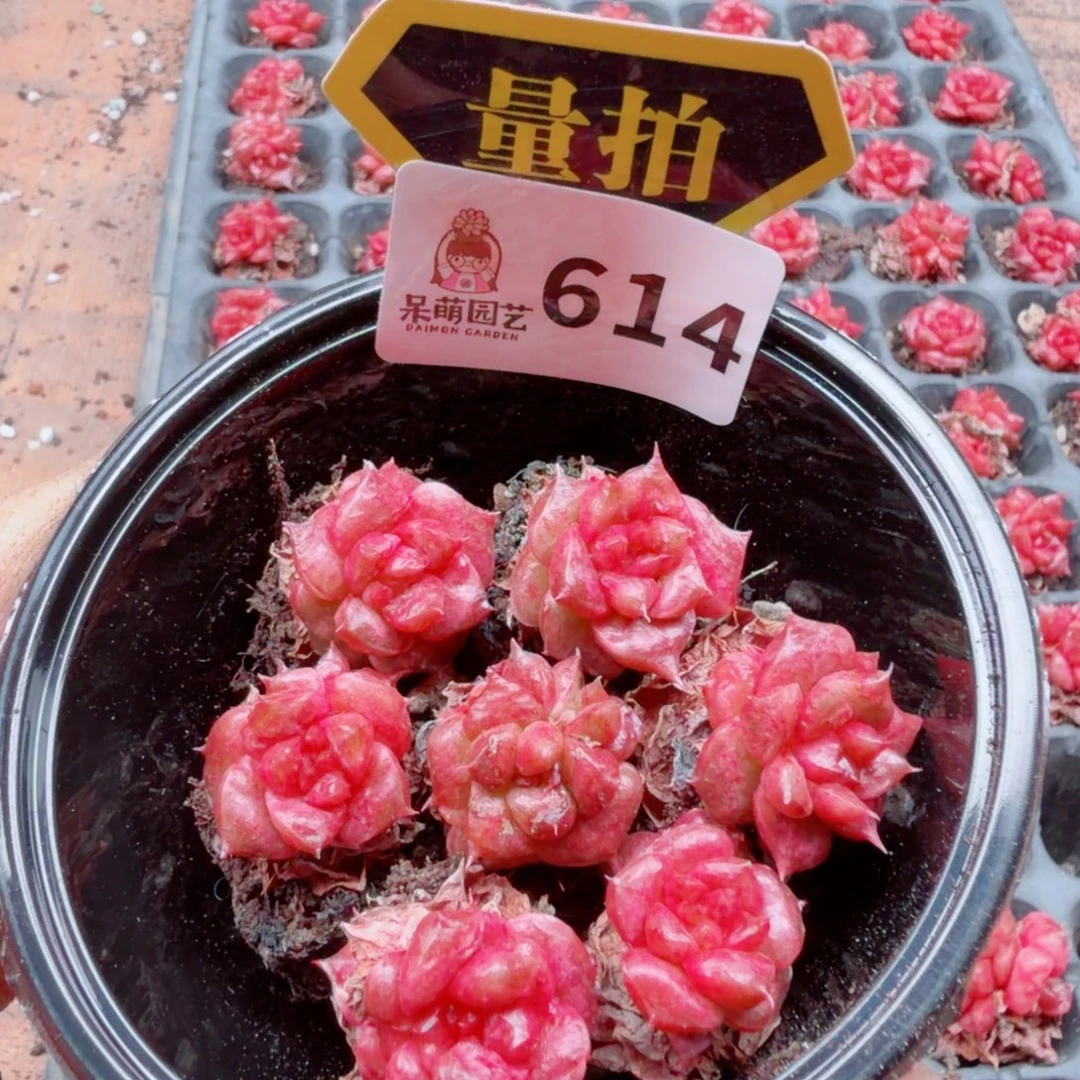 多肉植物多肉植物