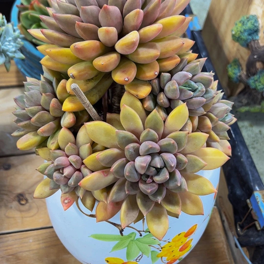 肖*歪红象牙一颗肉肉发货