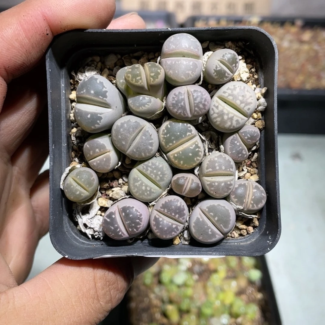 当天凑满十八元包邮121