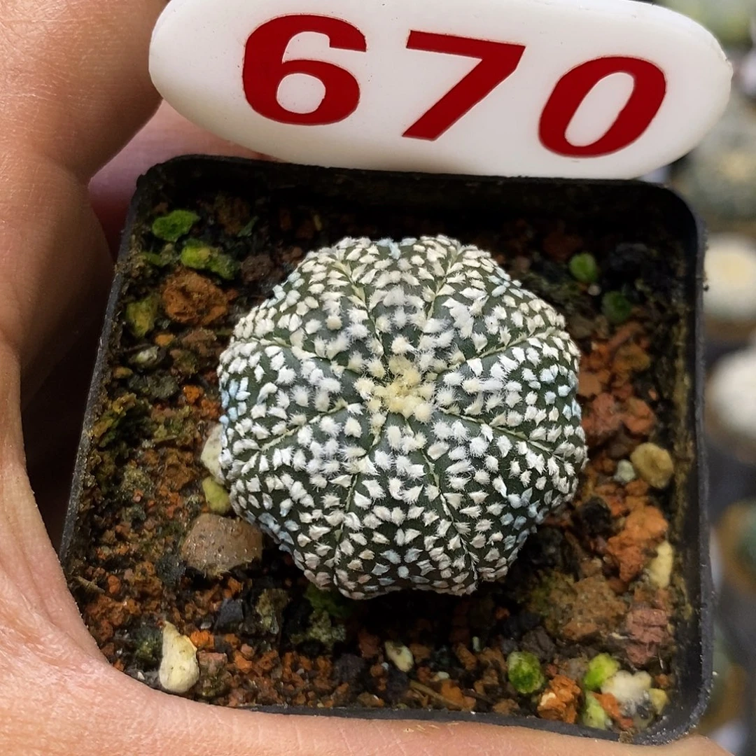 670福利特价来了奇迹