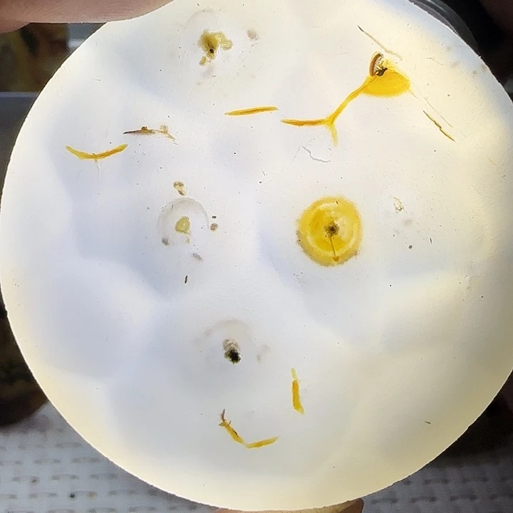 玛瑙/玉髓未镶嵌珠宝奇石