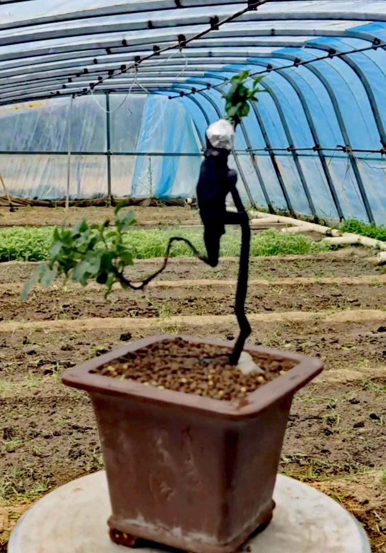 金弹子盆景-只做链接使用