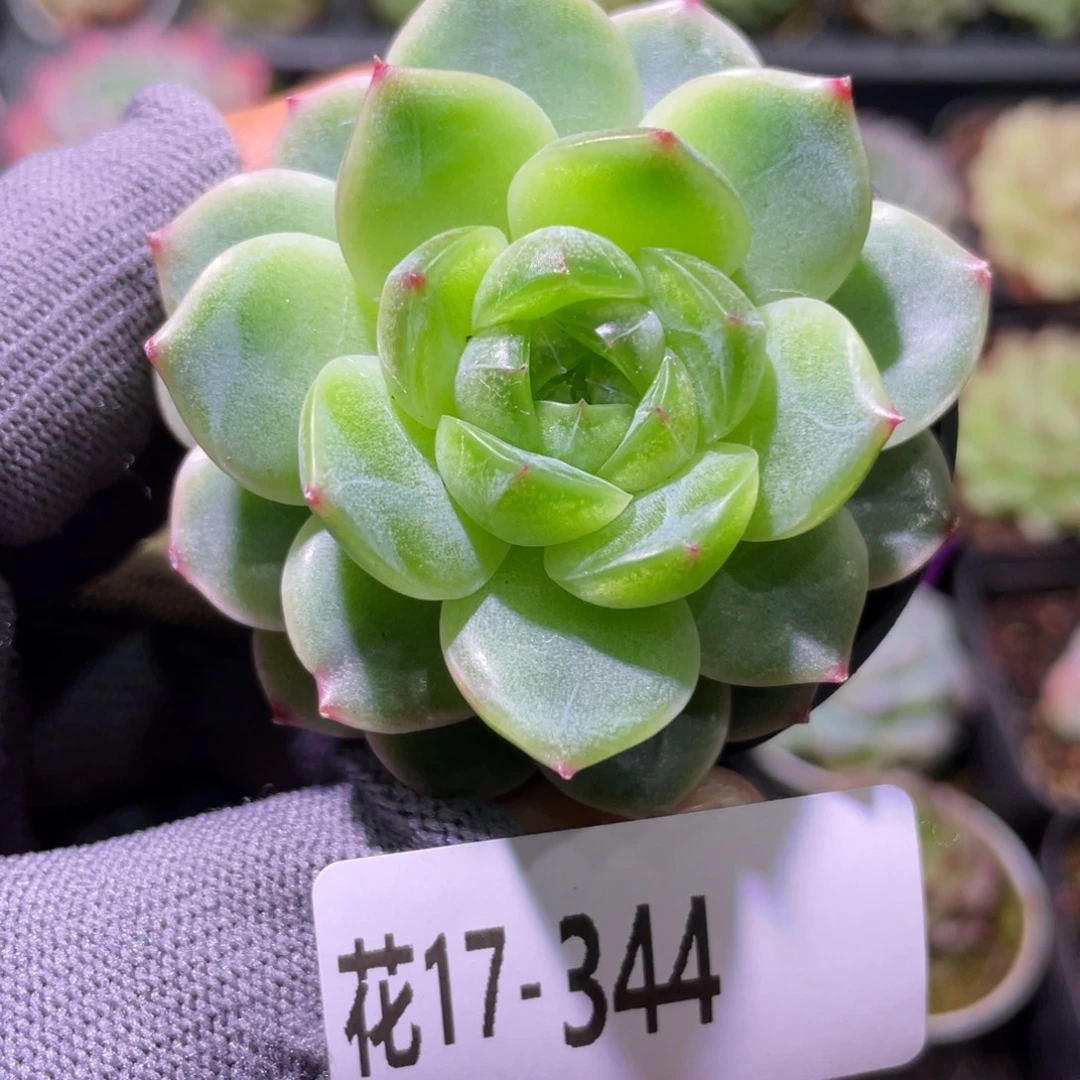 花利美17-344抹茶果冻