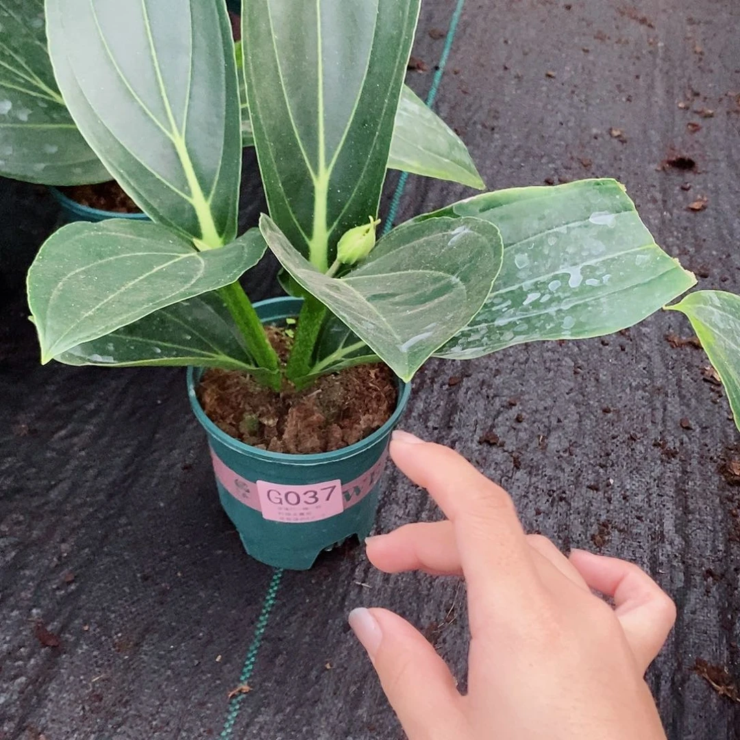 无花朵人****福木本花卉037叶损