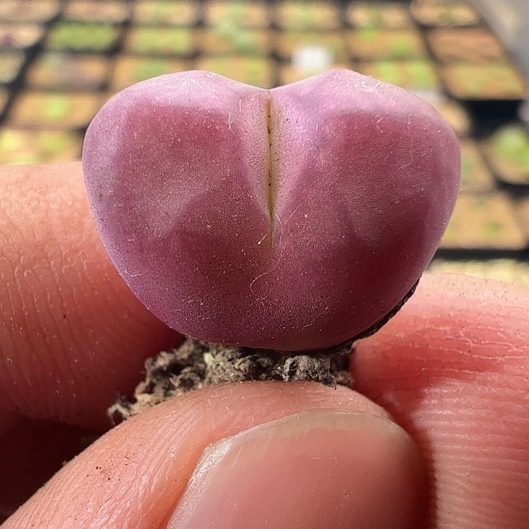 0000649 一物一拍……