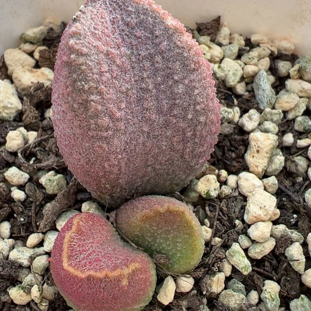 有疤特价赛猪肝大苗多肉植物