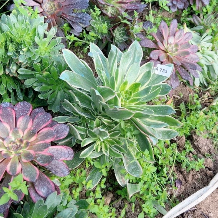 五*733大叶多肉多肉多肉朵朵