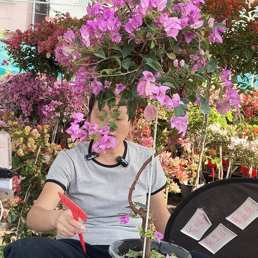 *****大部分花苞少量开放M59雪紫