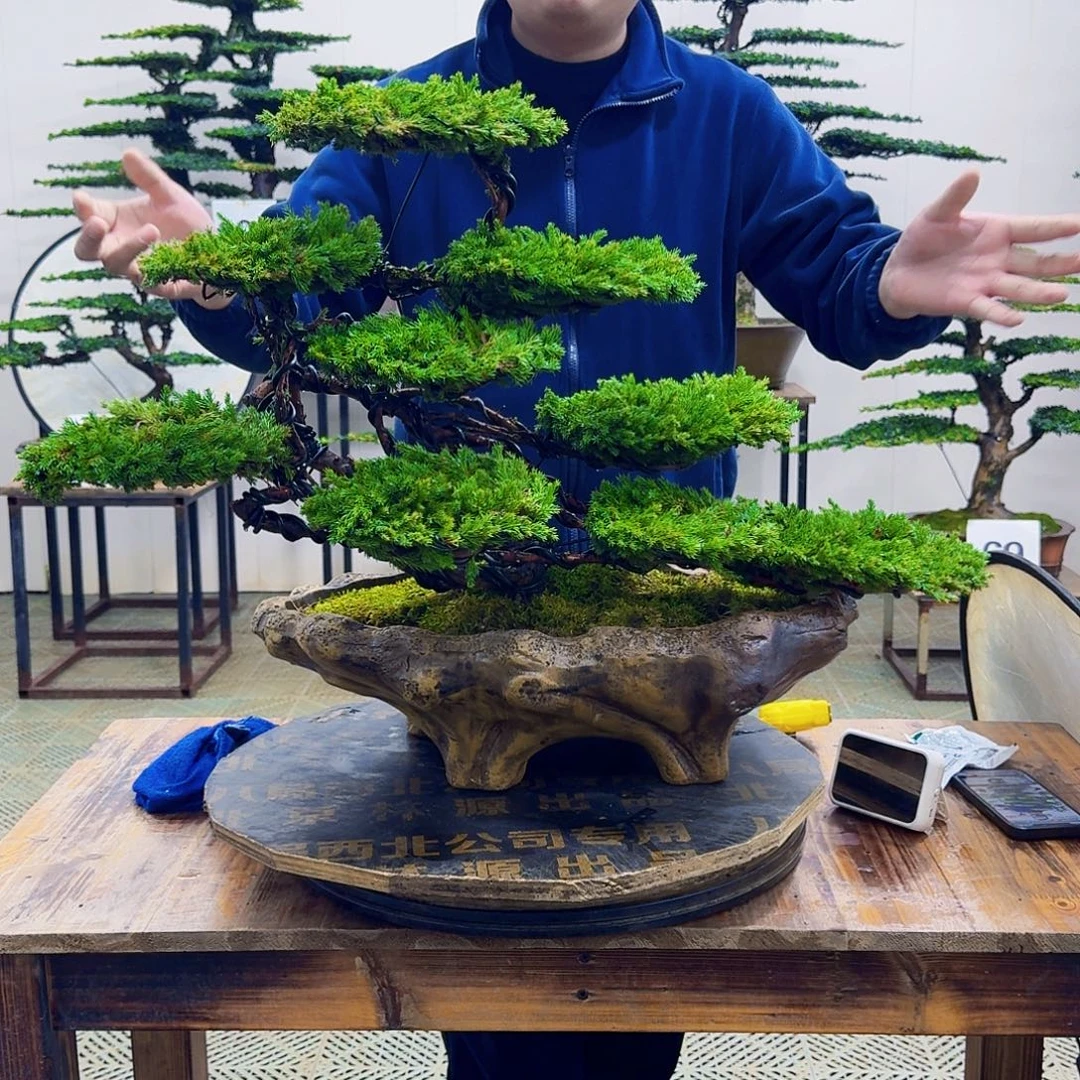 无花朵柏树造型盆景