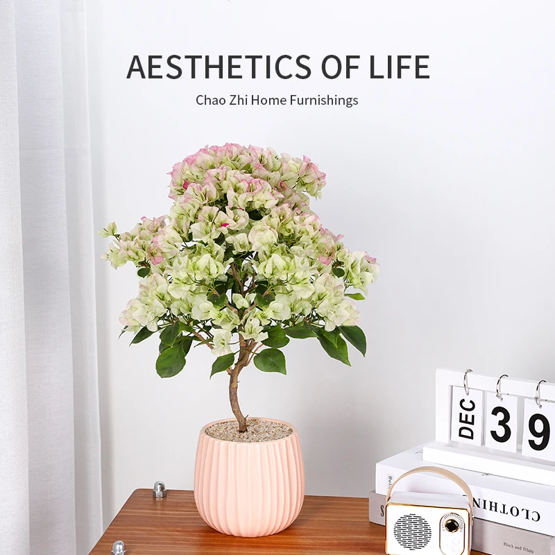 三角梅盆栽绿樱带花室内外阳台好养易活花卉绿植四季开花爬藤植物