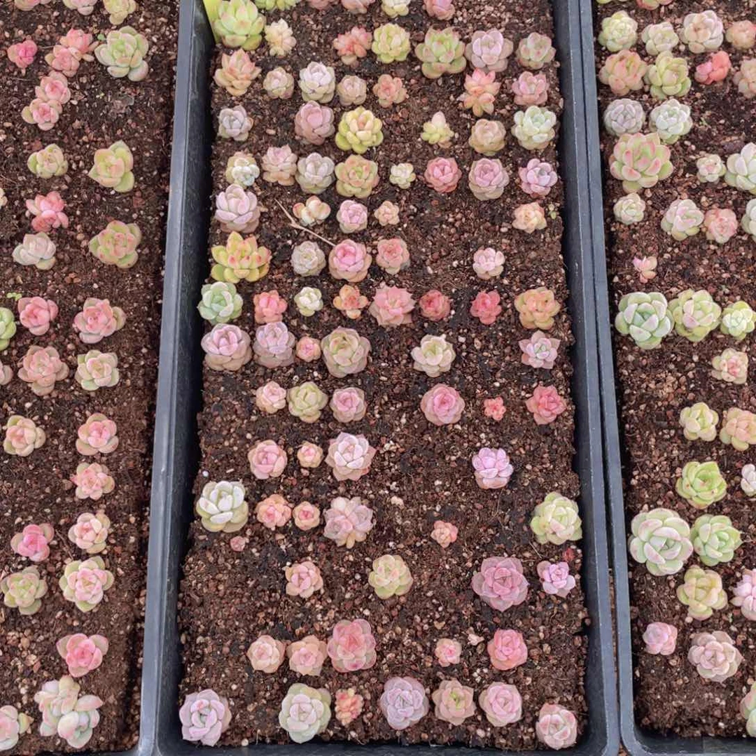 胡*玖云糖心多肉植物395