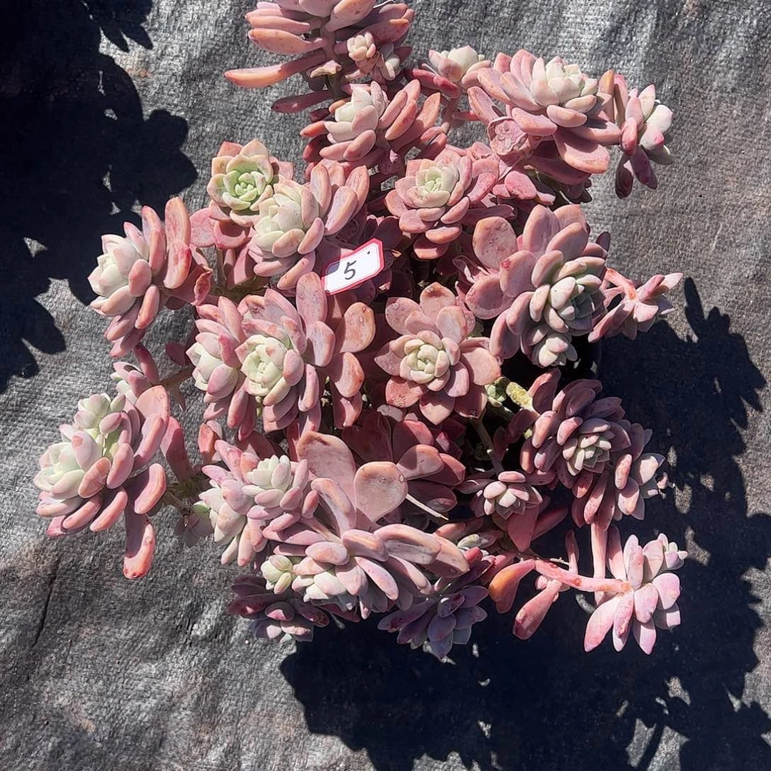 一***虹5号露凝香，一物一拍