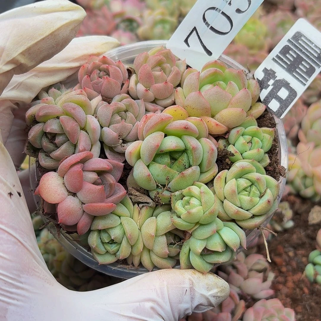 多肉植物多肉植物703量拍