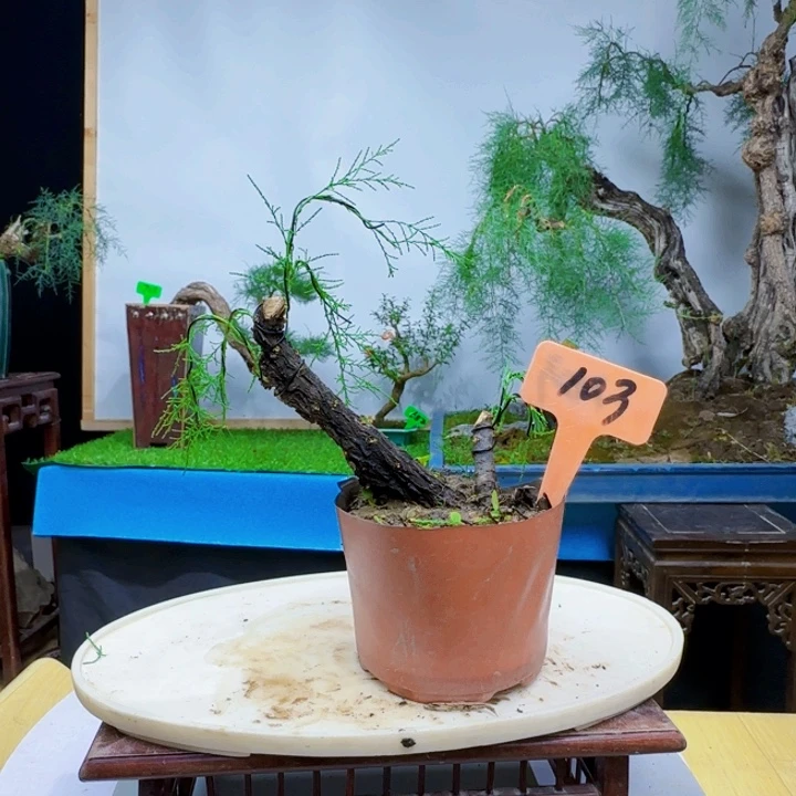 国**南三春柳柽柳的复活卡