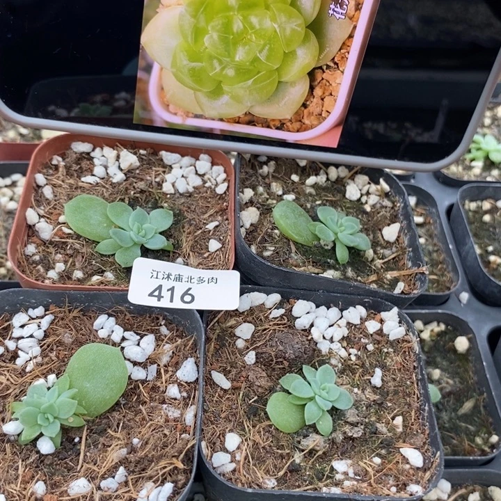 标416花开财富c1一个量拍