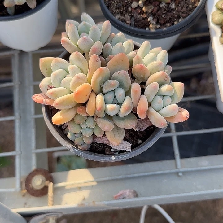 青蛙王子儿童牙膏111