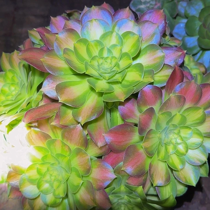 精品韶华捧花特价福利