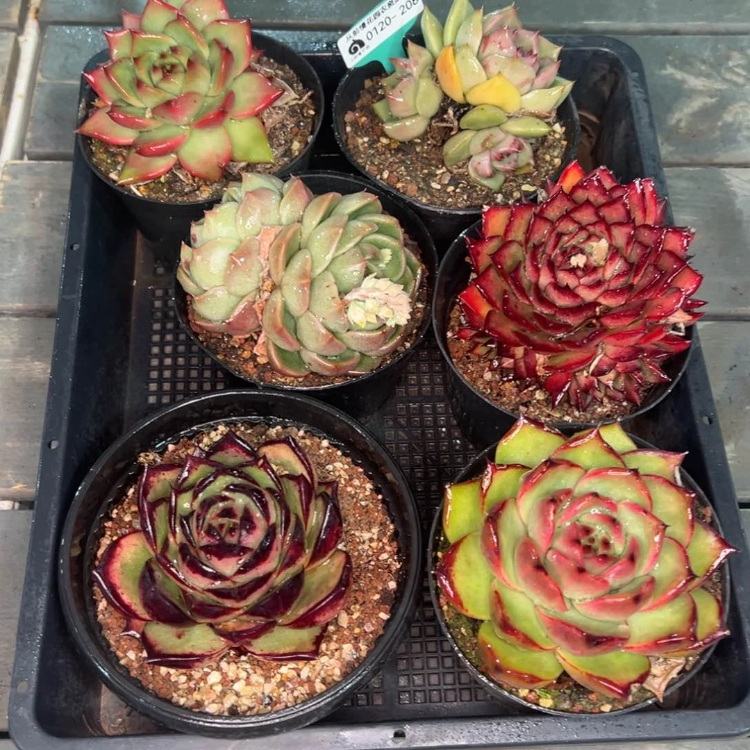 从前慢多肉精选编号0120.208