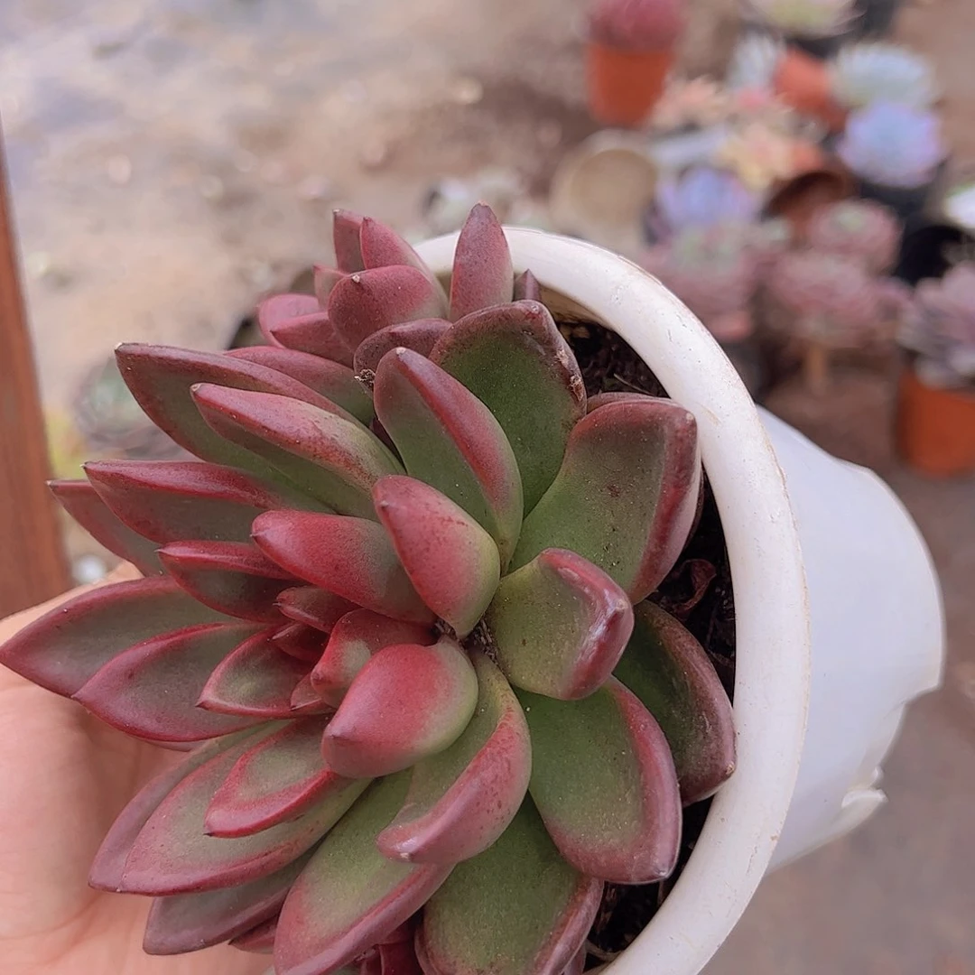 丰沛玫瑰大单头带仔精品大盆