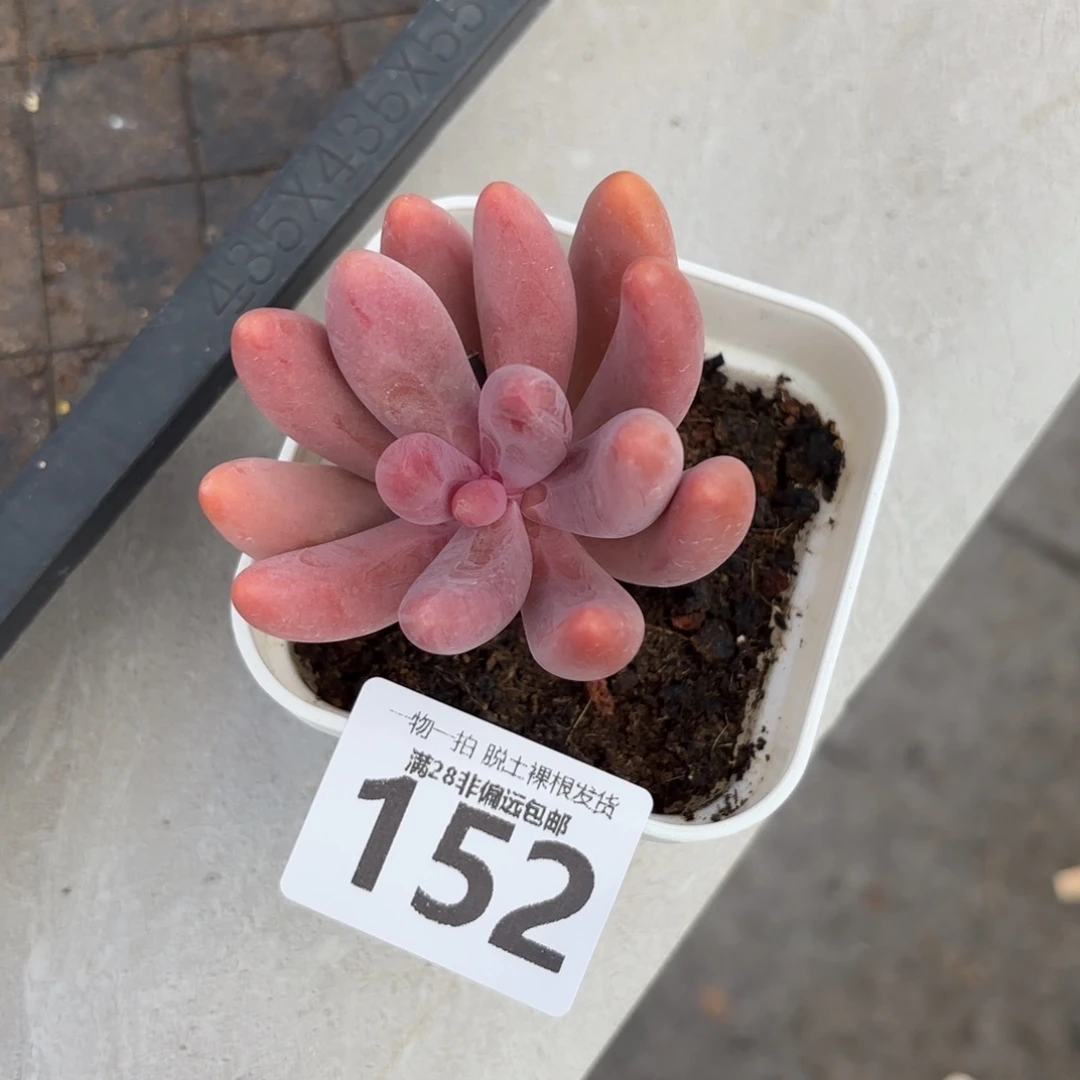 红手指无盆土发货