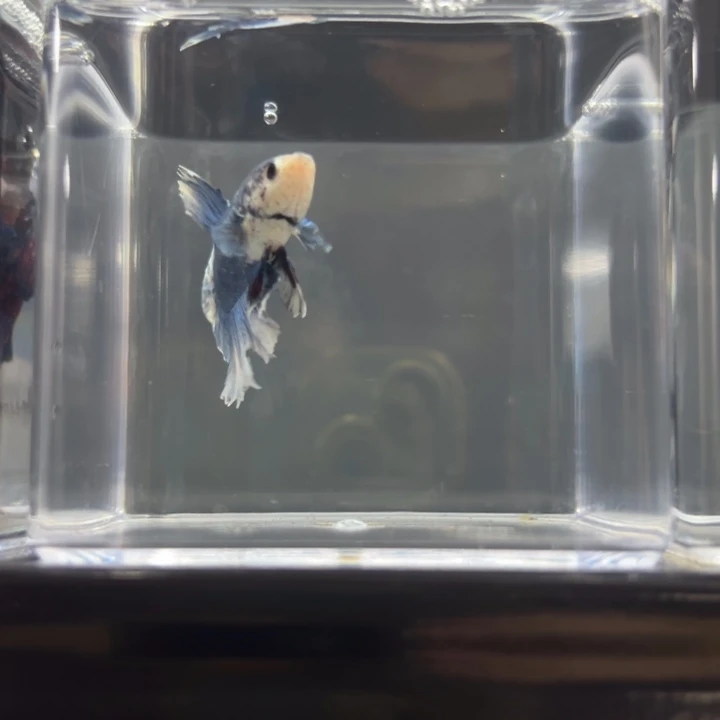 斗鱼青花将军编号170