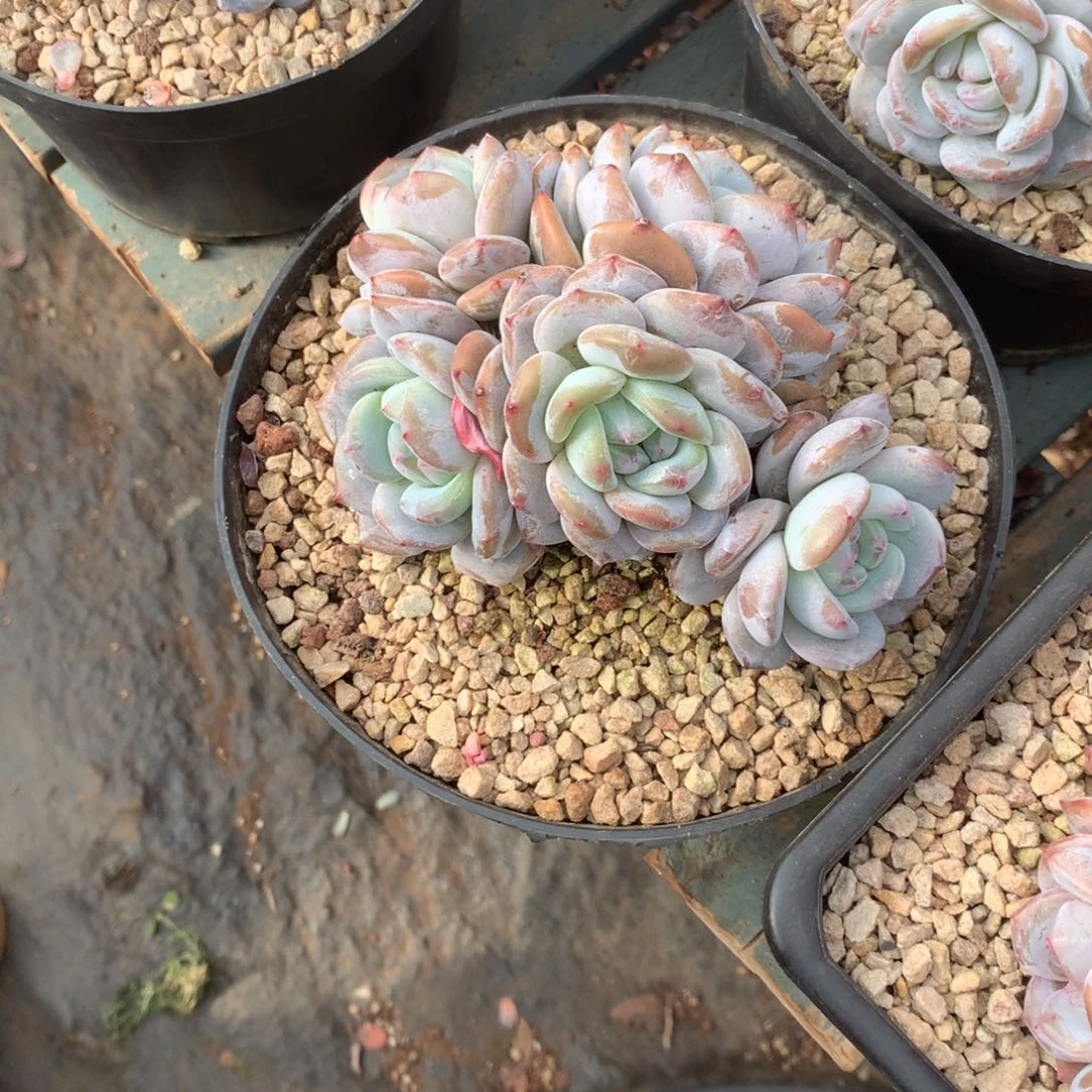 无花朵油脸哈哈哈哈哈哈哈哈6