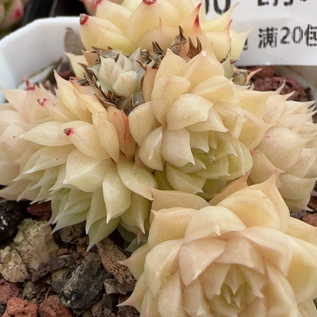 花语逸镜0208-500