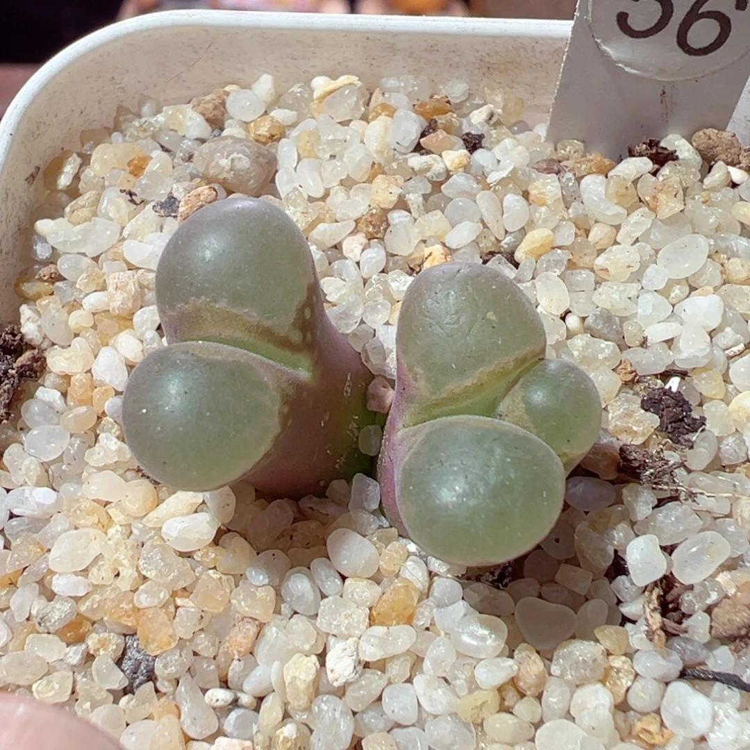 1203-425多肉多日风铃