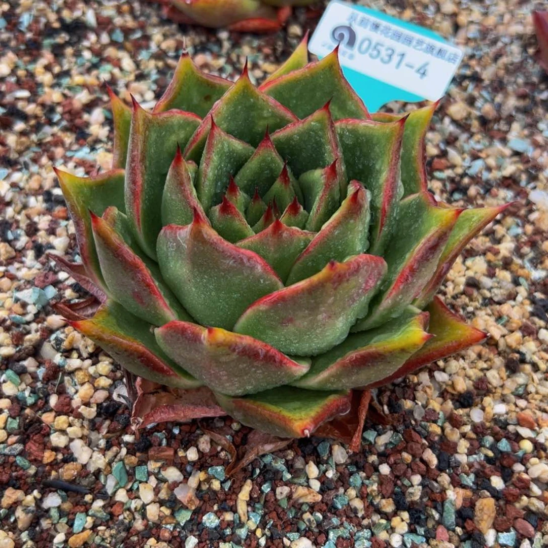 多肉一物一拍0531-4